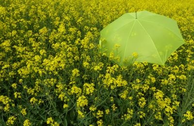 Sonnenschirm in Rapsfeld