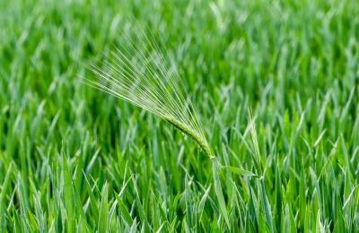 Getreideähre im Feld