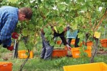Drei Menschen bei der Weinlese