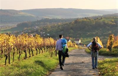 Wandern im herbstlichen Weinberg