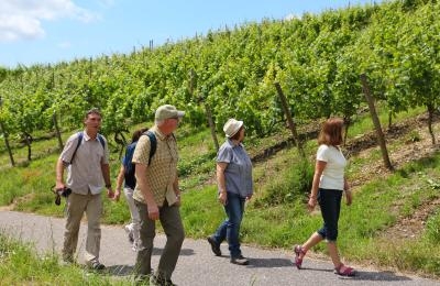 Fünf Menschen wandern im Weinberg