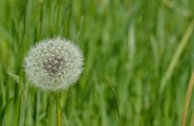 Löwenzahn auf Wiese