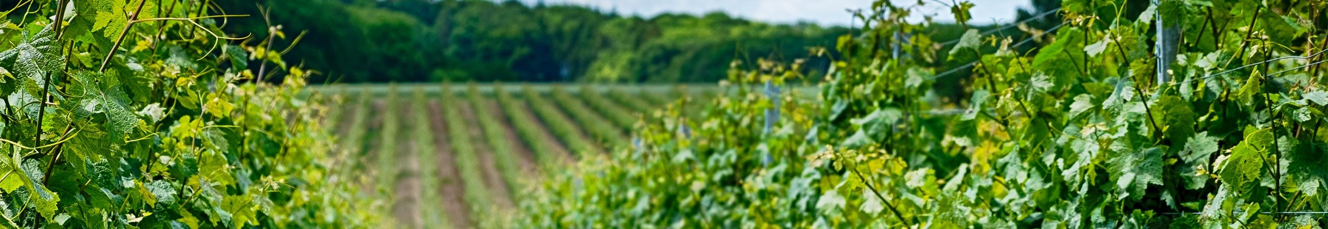 Blick in die Weinberge bei Beckstein