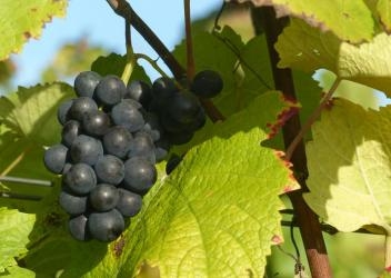Weinrebe am Stock