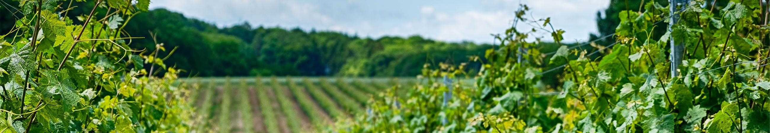 Weinberge bei Beckstein